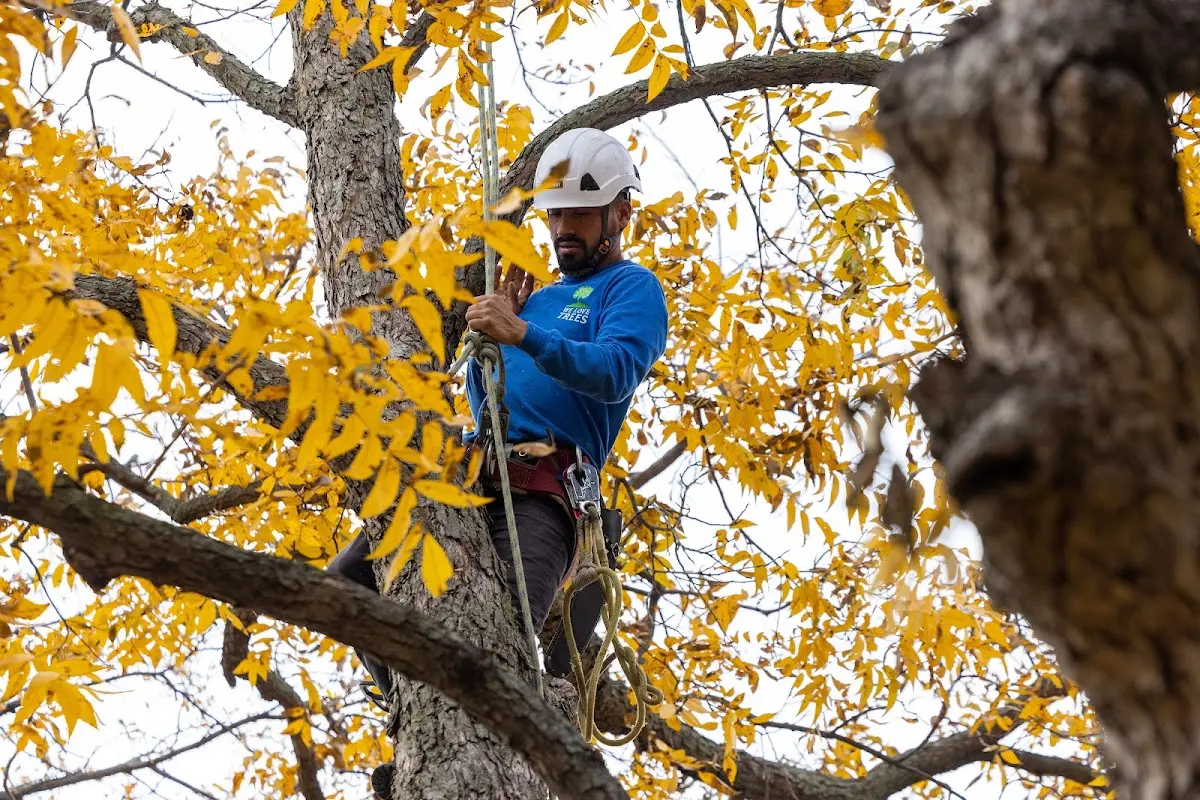 Skilled Tree Planing crew working in Fairdale